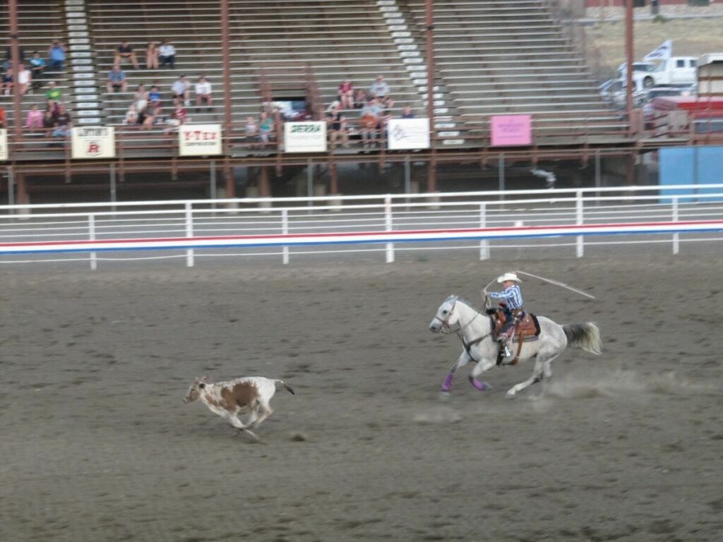 Stampede Rodeo Cody