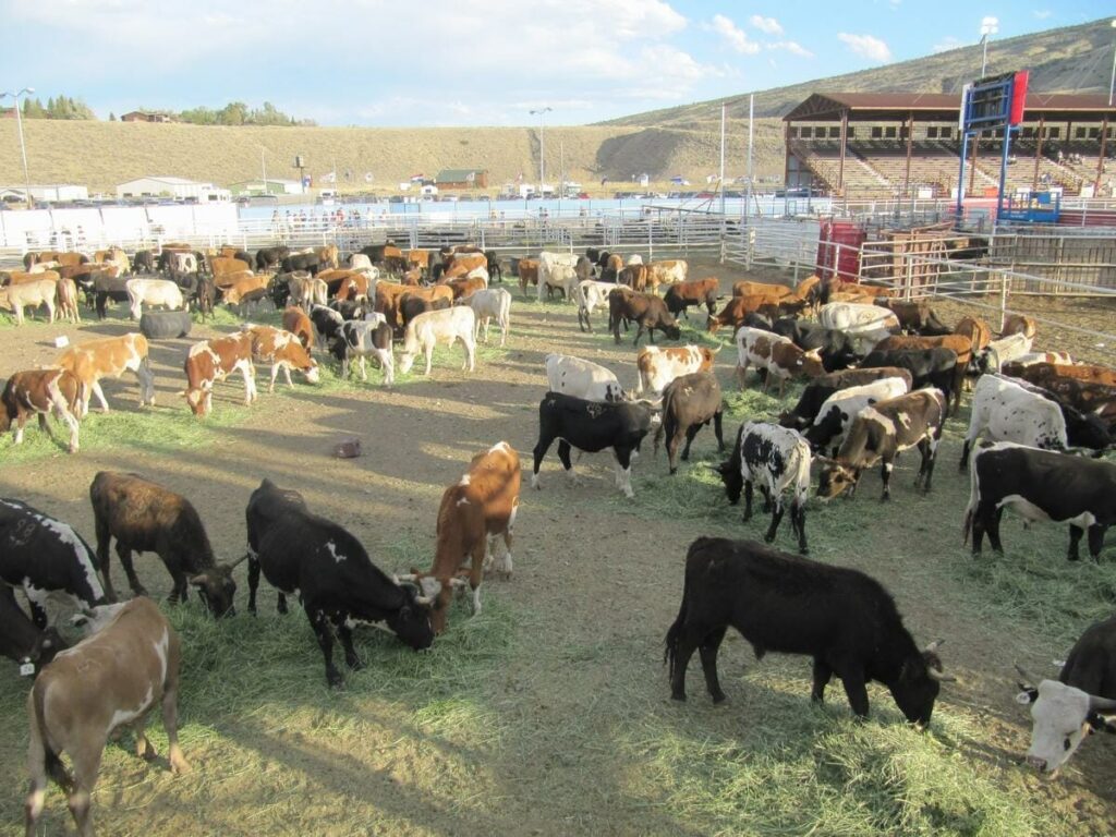 Stampede Rodeo Cody