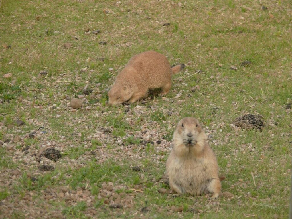 perros de la pradera