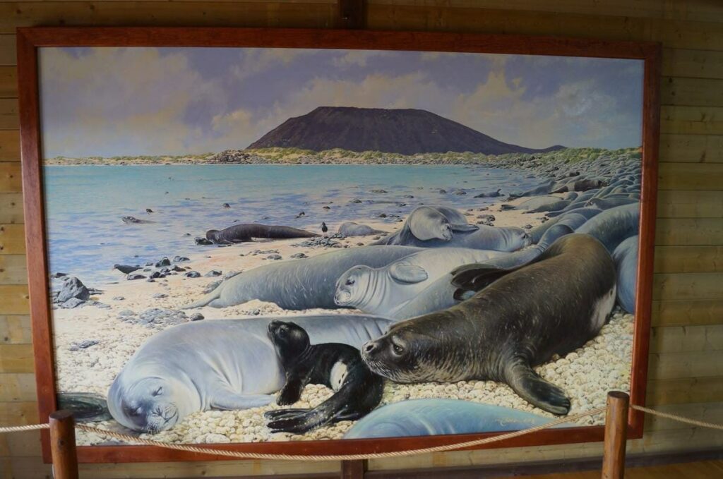 dibujo isla de lobos marinos