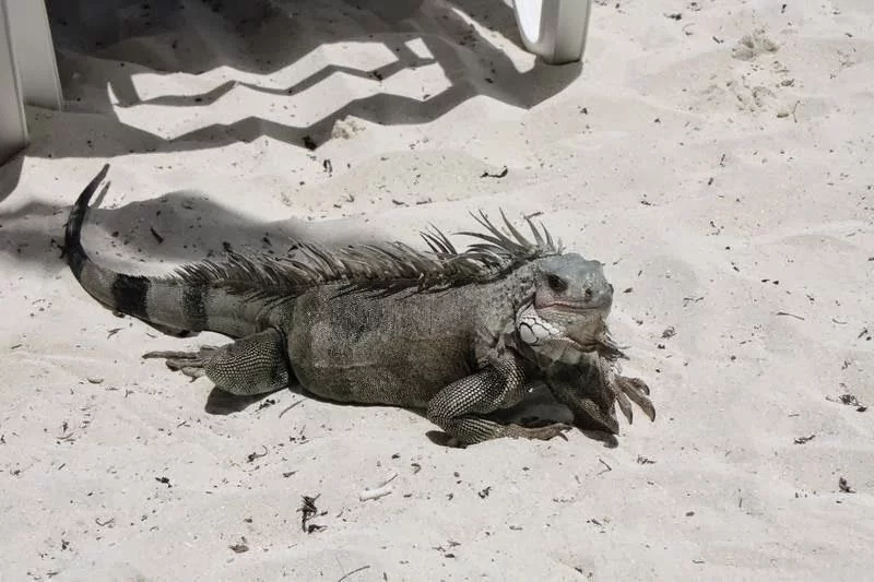 iguana coco cay