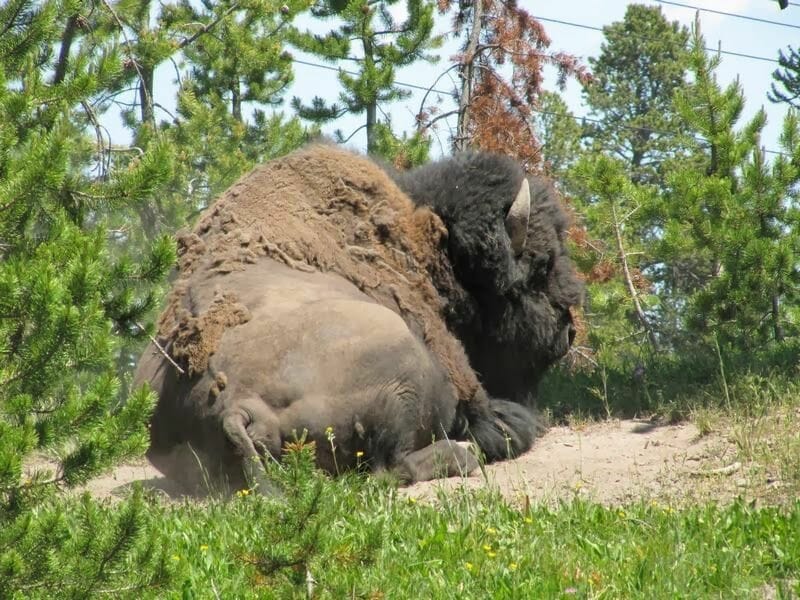 bisonte de Yellowstone, bison, animales de yellowstone