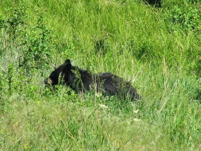 oso de Yellowstone