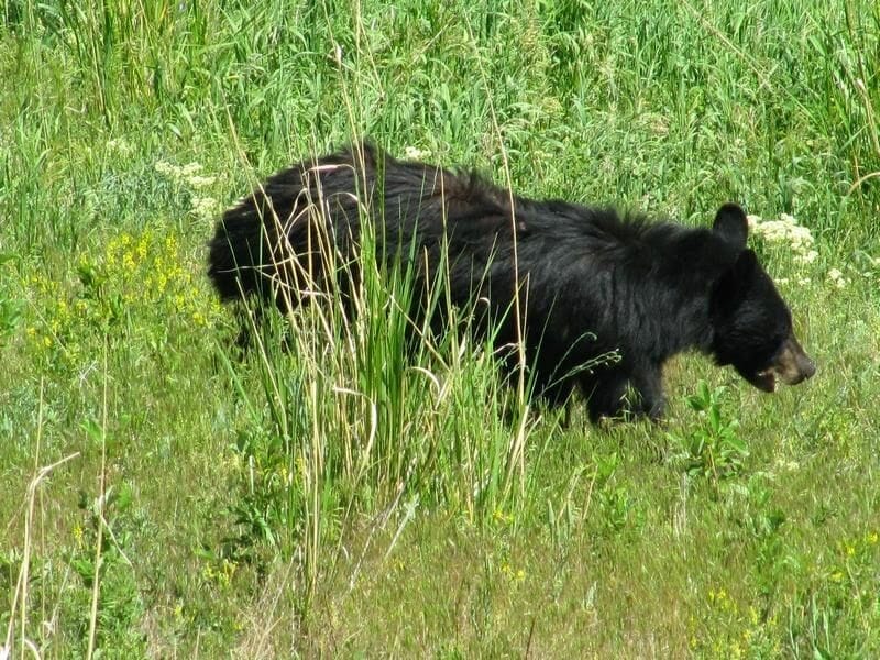 oso de Yellowstone
