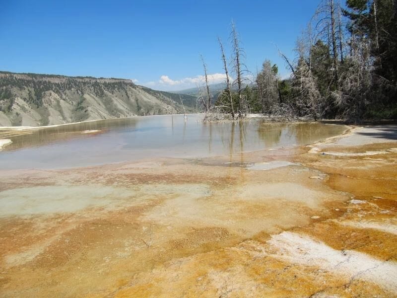 Canary springs
