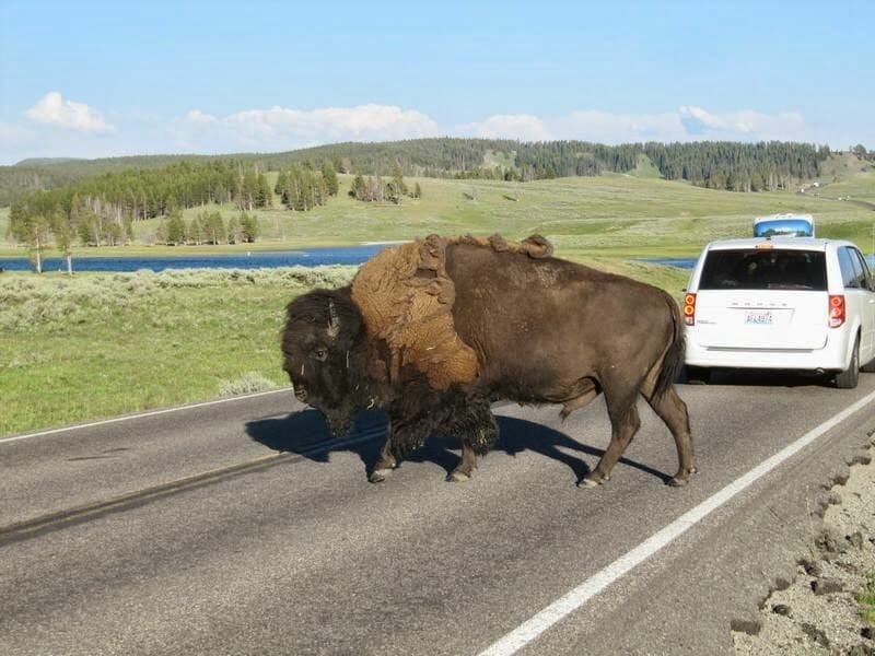 bisonte yellowstone