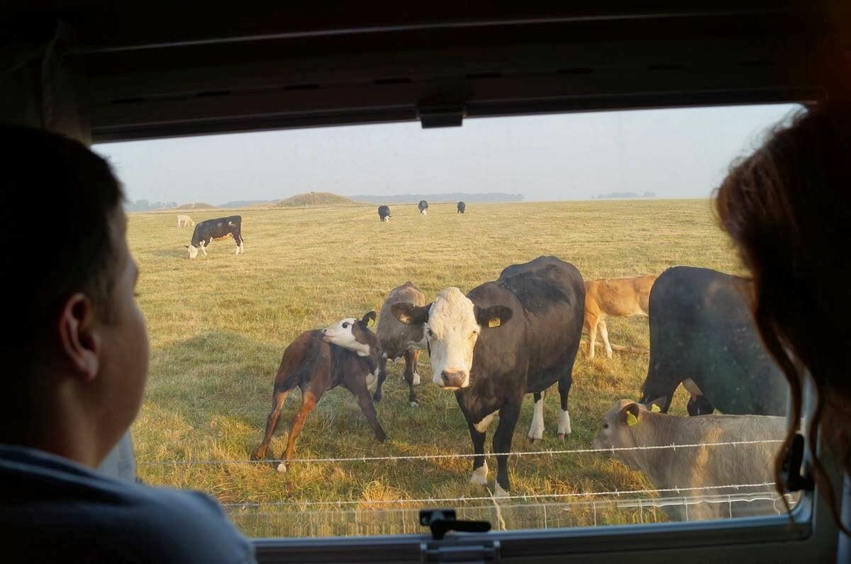 vacas stonehenge