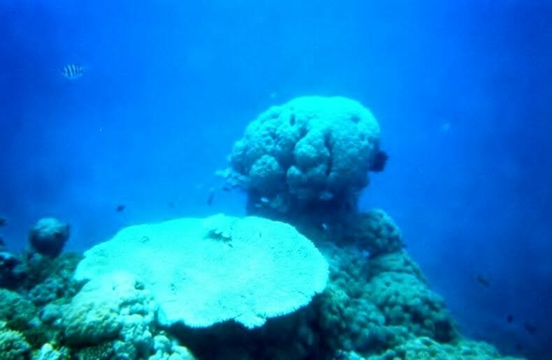 Gran barrera coral  Australia