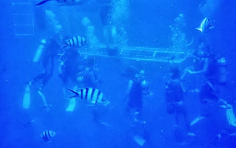 buceo en australia