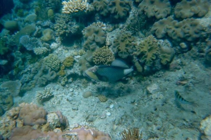 Gran barrera coral australia, bucear, diving, snorkel, Australia, 