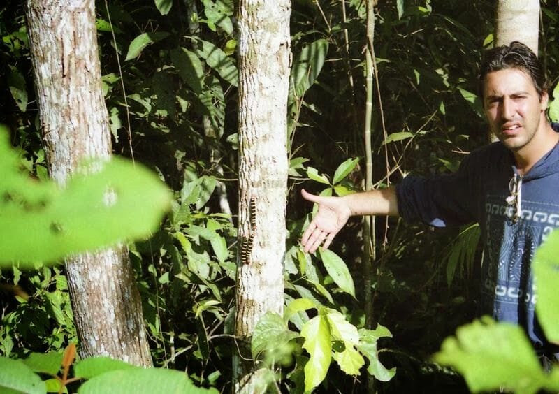 orugas en la selva