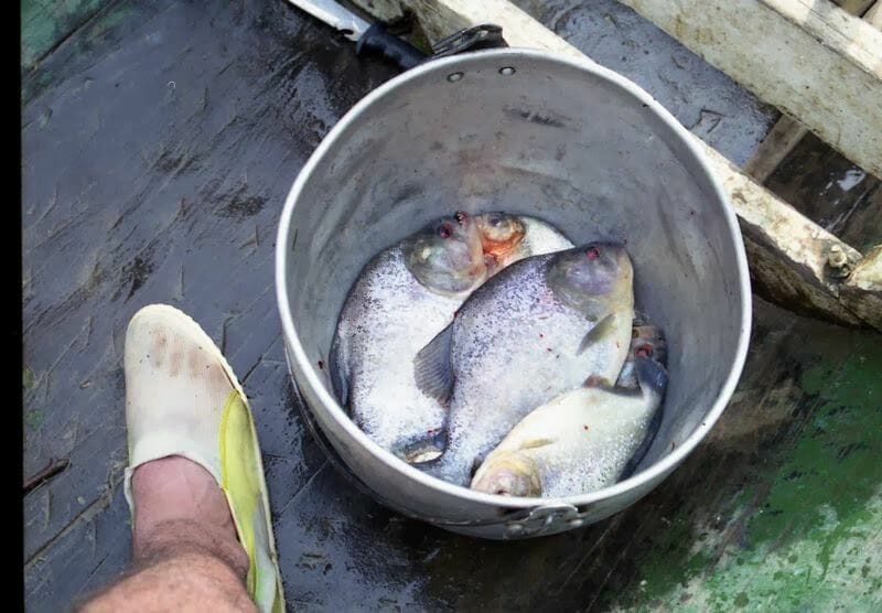 pirañas pescadas