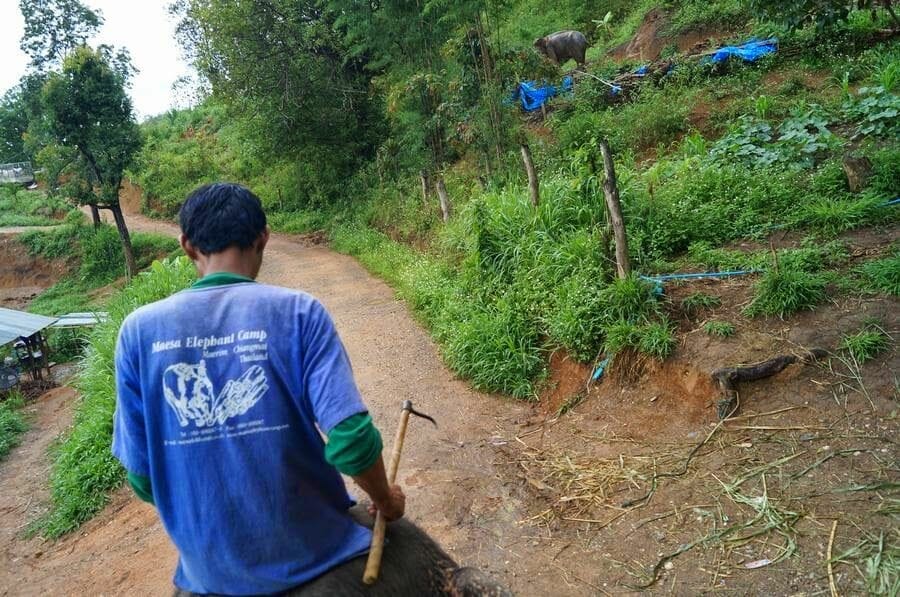 Paseo en elefante (Elephant Park Chiang Mai)