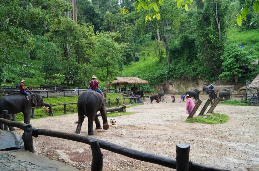 Partido de fútbol de elefantes Chiang Mai