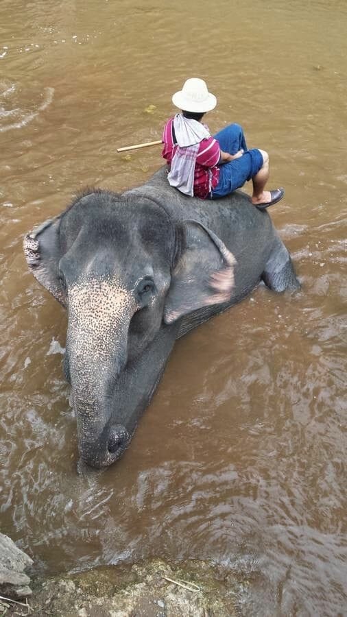 Baño de elefantes en el Elephant Park Chiang Mai