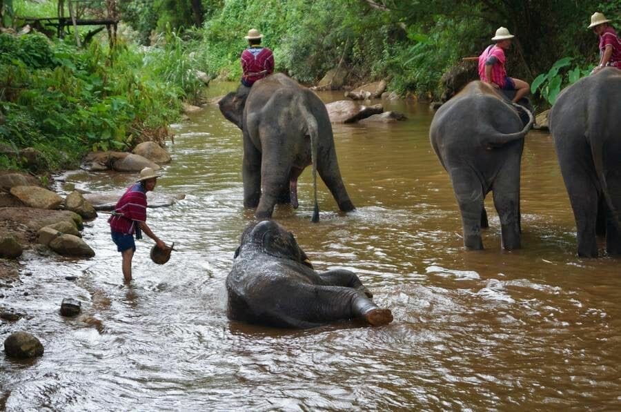Baño de elefantes en el Elephant Park Chiang Mai