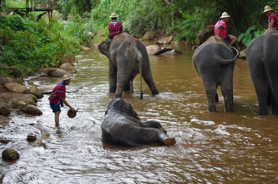 Baño de elefantes en el Elephant Park Chiang Mai