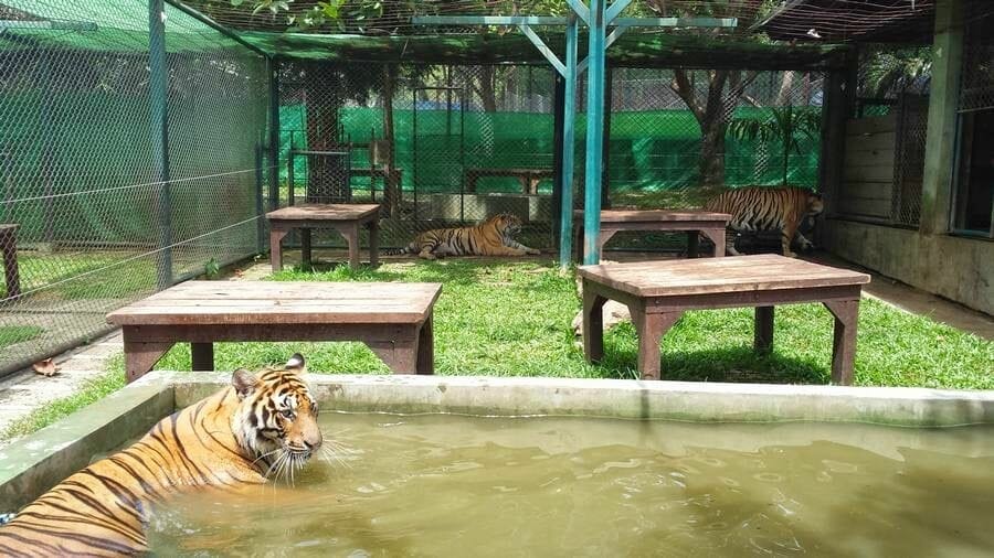 tigres Chiang Mai Tiger Kingdom 