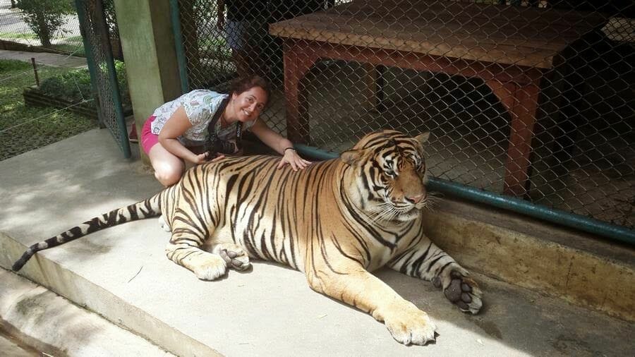 tigres Chiang Mai Tiger Kingdom 