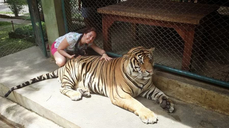 tigres Chiang Mai Tiger Kingdom 