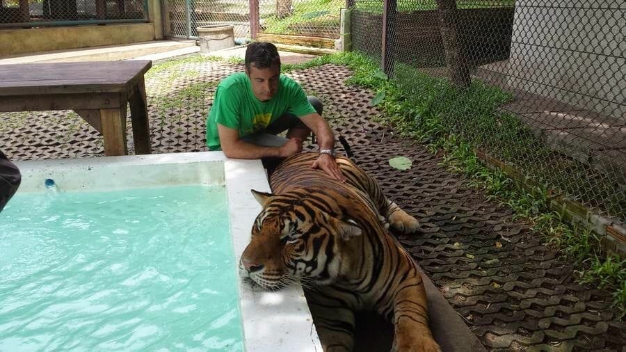hombre con tigres Chiang Mai Tiger Kingdom 