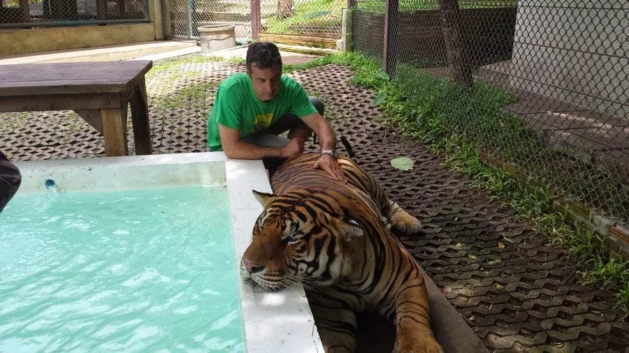 hombre con tigres Chiang Mai Tiger Kingdom 