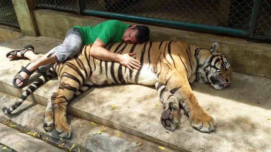 Tiger Kingdom