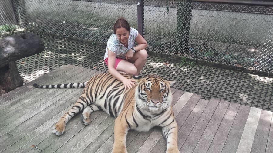 mujer con tigres Chiang Mai Tiger Kingdom 