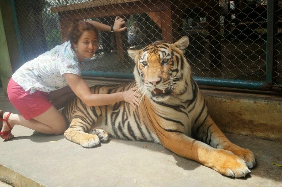 tigres Chiang Mai Tiger Kingdom 
