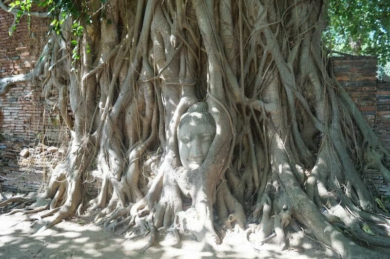 cabeza buda entre raices