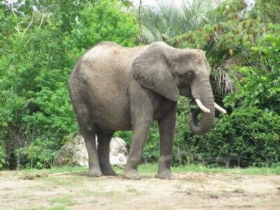 elefante de Animal kingdom