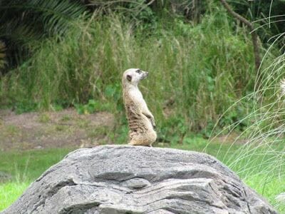 KILIMANJARO SAFARI