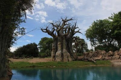 KILIMANJARO SAFARI