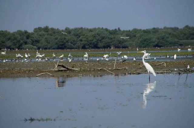 Delta del Danubio