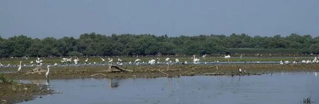 Delta del Danubio