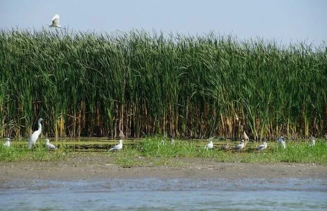 Delta del Danubio aves