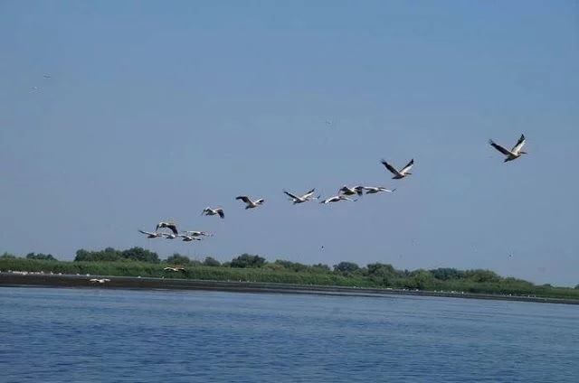 Delta del Danubio