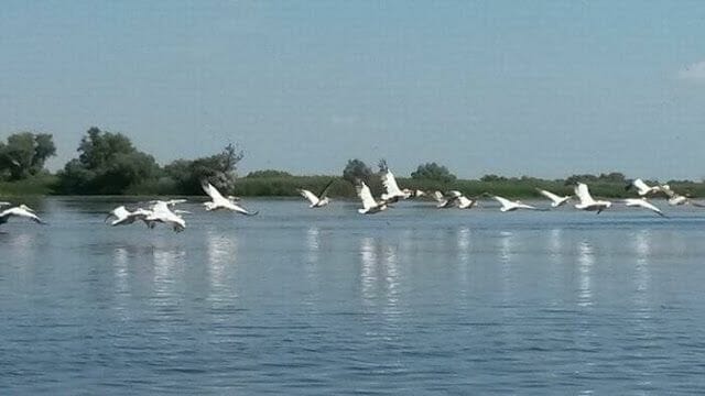  Delta del Danubio