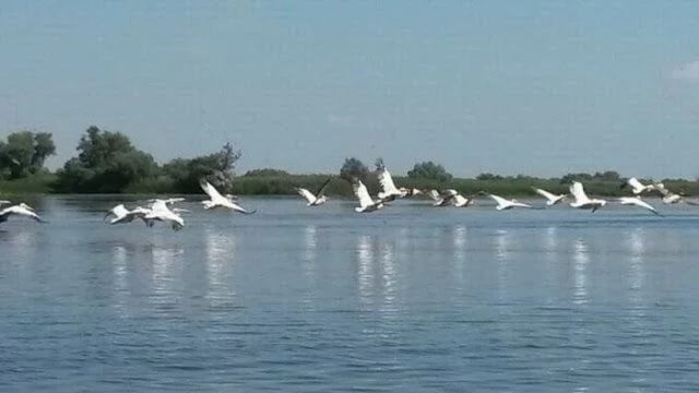 Delta del Danubio