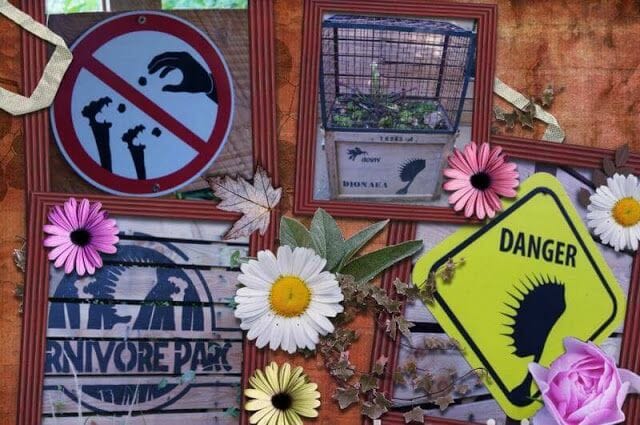 plantas carnivoras