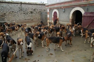 perrera castillo de cheverny