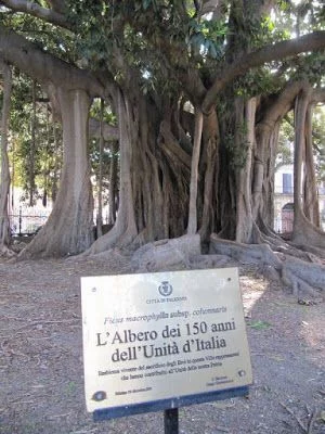 higuera de 150 años ficus palermo, higueras de Palermo,