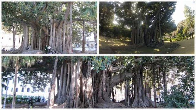 ficus palermo, higueras de Palermo, piazza Marina, parque garibaldi