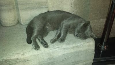 gato estambul