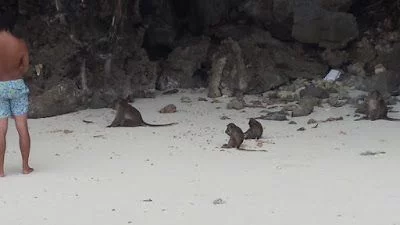 Monkey beach