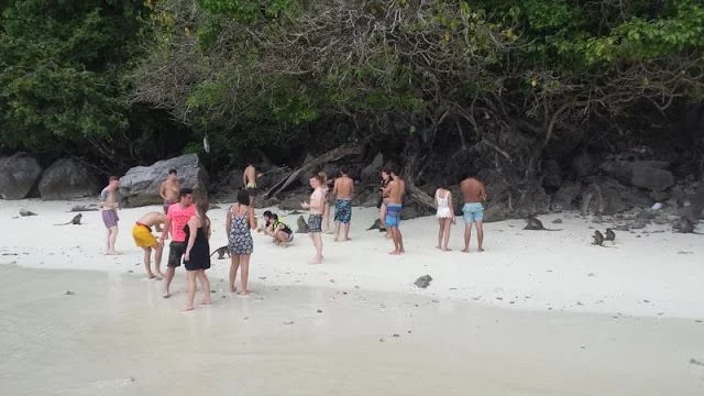 Monkey beach 2