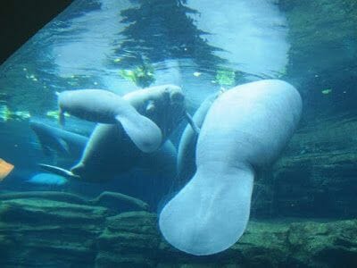 manaties sea world