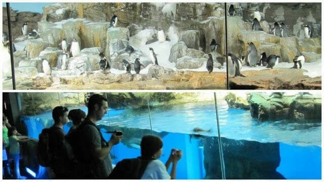 Pingüinos WILD ARTIC HABITAT SeaWorld
