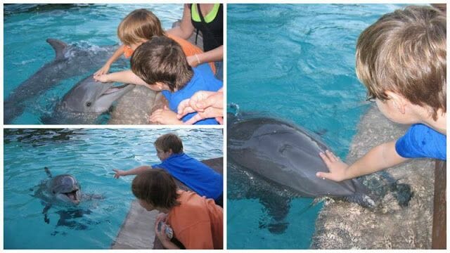 niños tocando delfines sea world San Diego