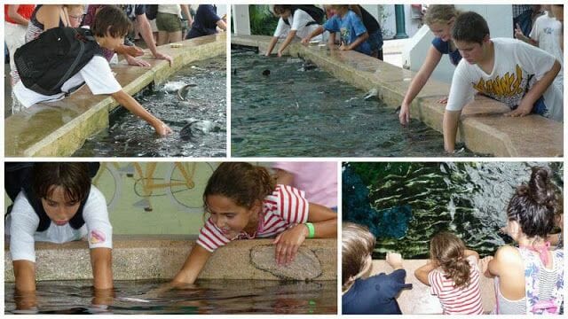 gente tocando rayas y mantas SeaWorld